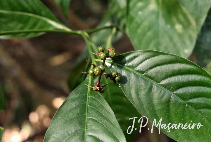 Psychotria officinalis