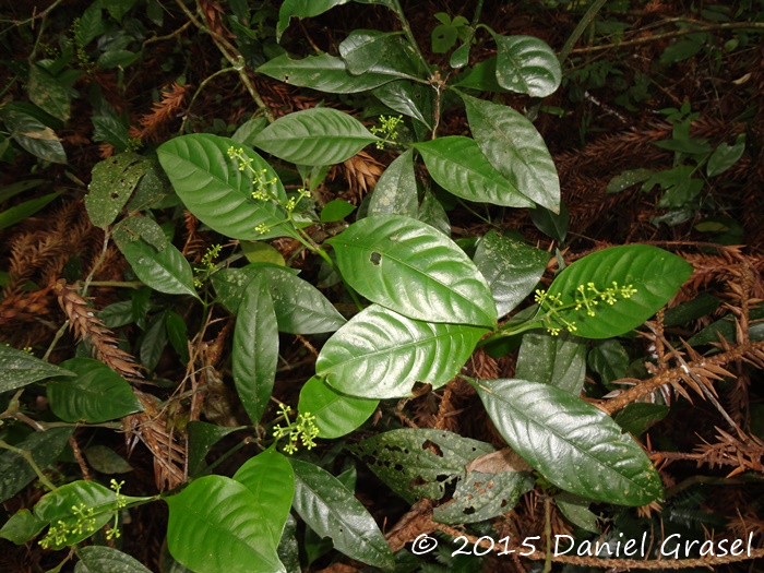 Psychotria myriantha