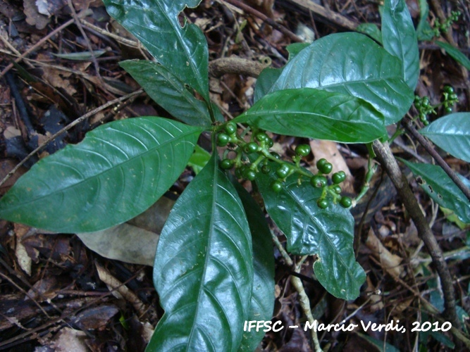 Psychotria myriantha