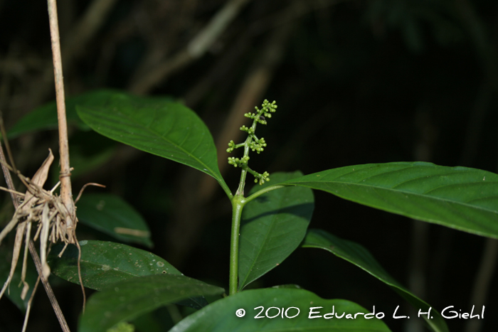 Psychotria myriantha