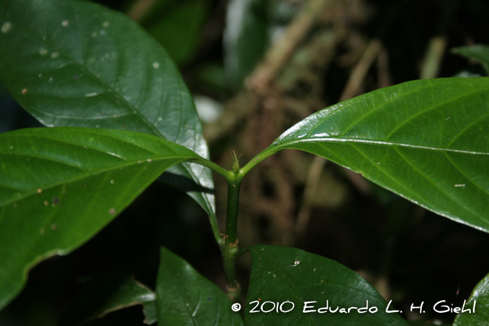 Psychotria myriantha