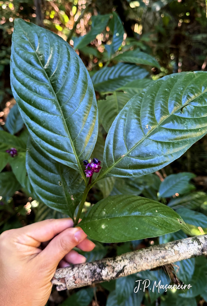 Psychotria myriantha