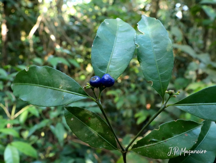 Psychotria brachyceras