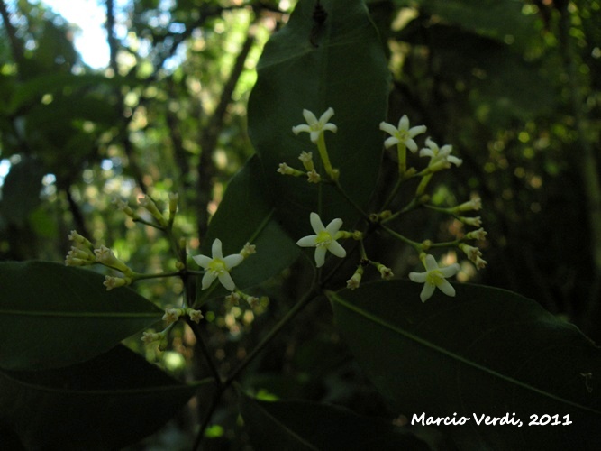 Psychotria brachyceras