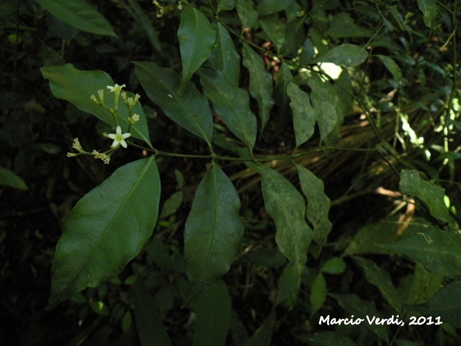 Psychotria brachyceras