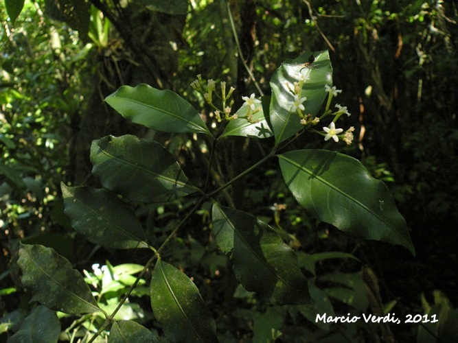 Psychotria brachyceras