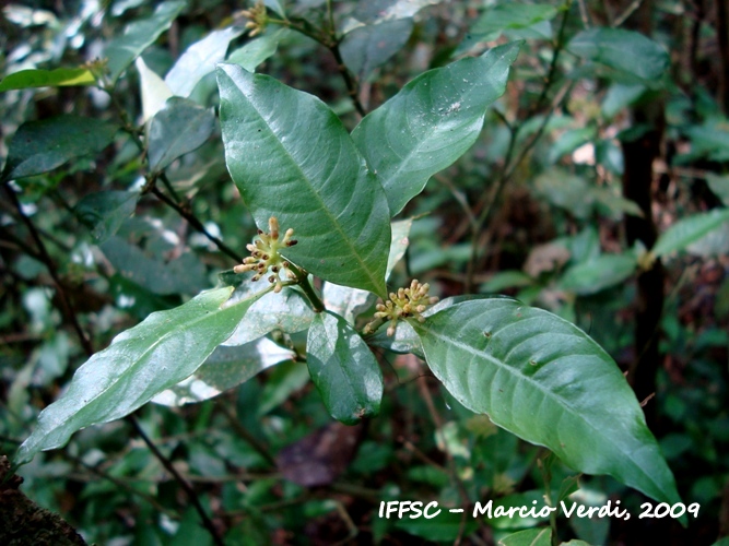 Psychotria brachyceras