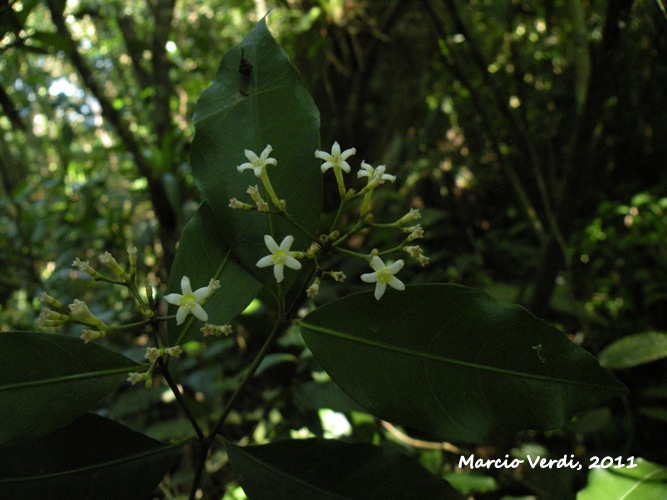 Psychotria brachyceras