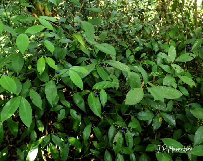 Psychotria brachyceras