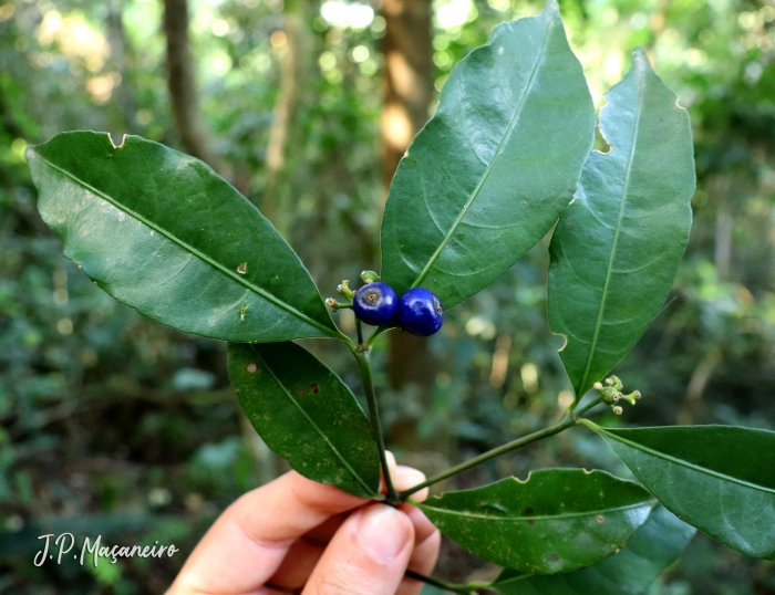 Psychotria brachyceras