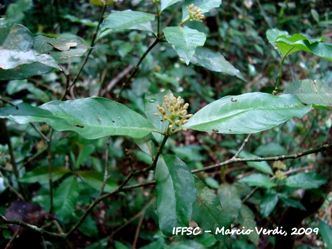 Psychotria brachyceras