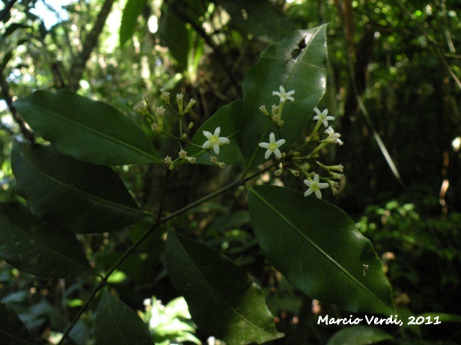 Psychotria brachyceras