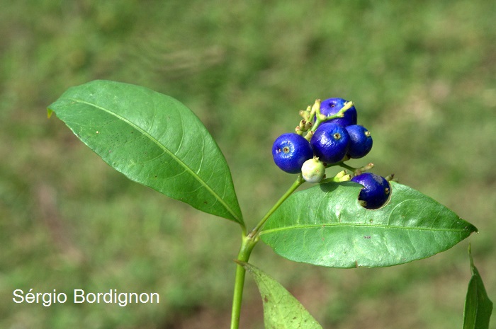 Psychotria brachyceras