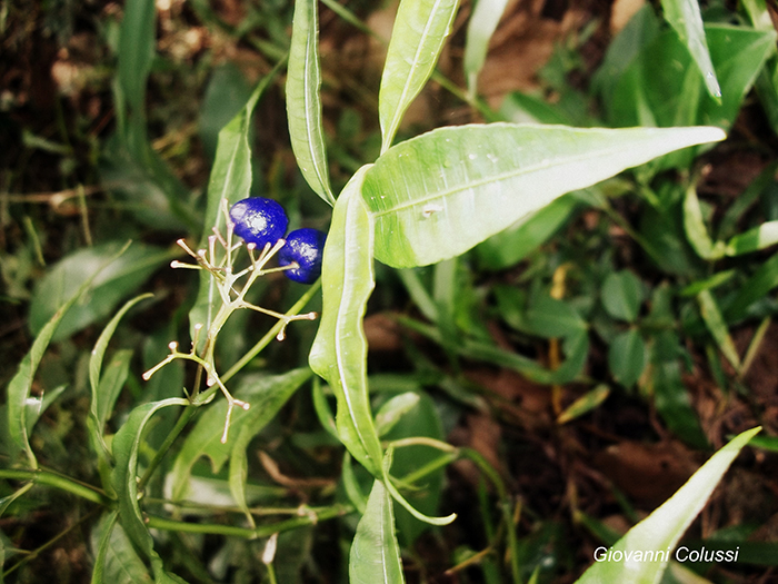 Psychotria brachyceras