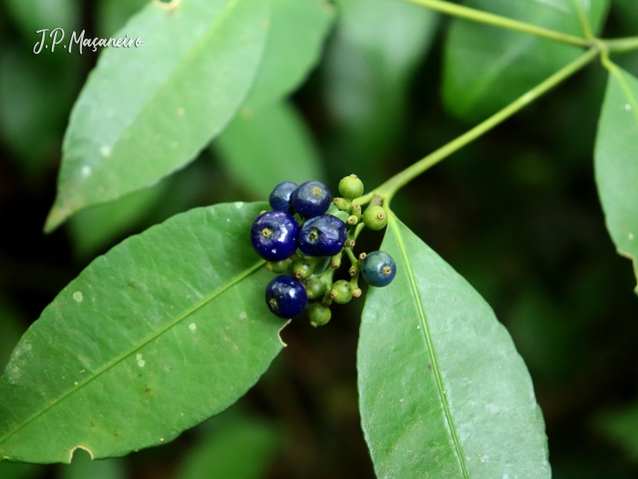 Psychotria brachyceras