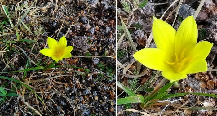 Zephyranthes americana