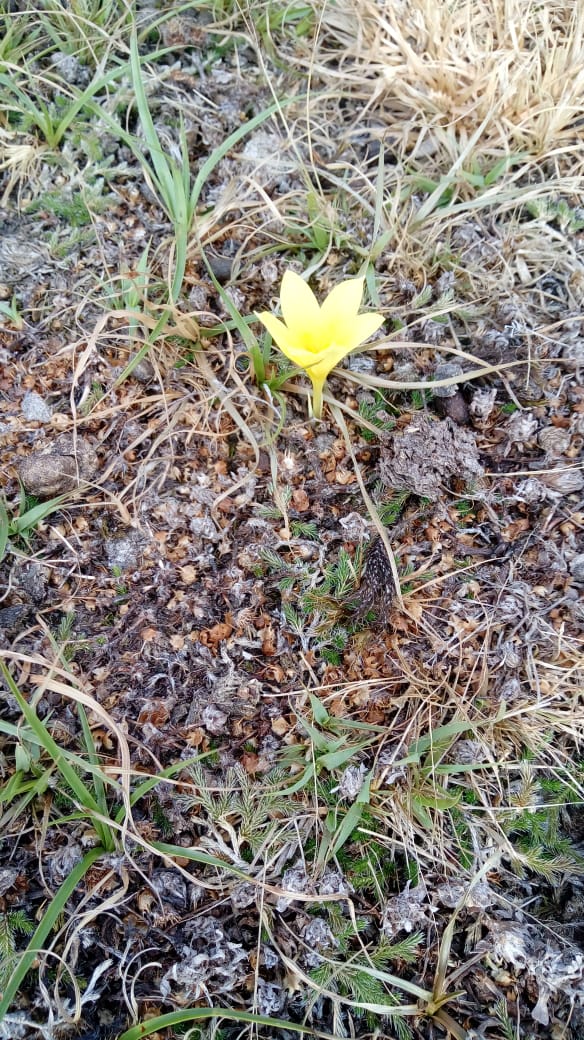 Zephyranthes americana