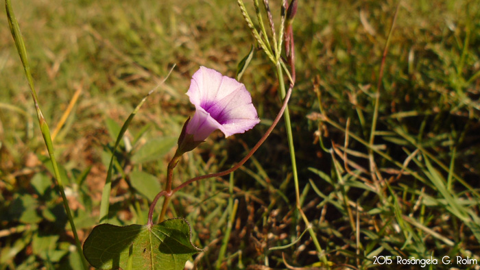 Ipomoea triloba