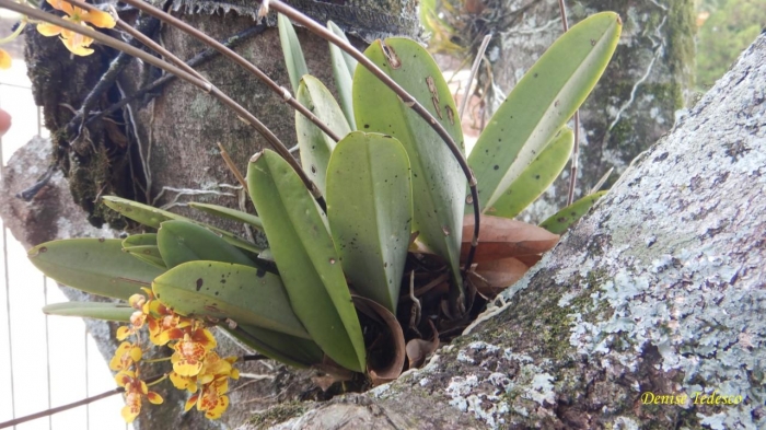 Grandiphyllum divaricatum