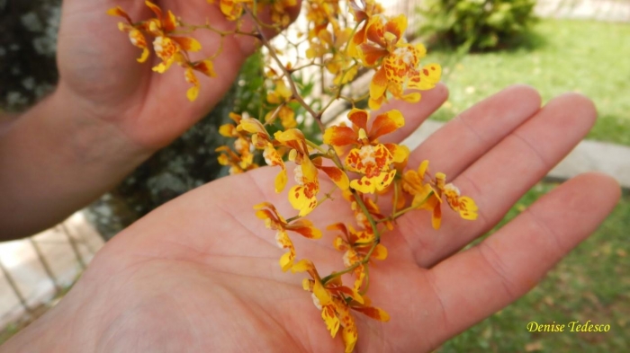 Grandiphyllum divaricatum