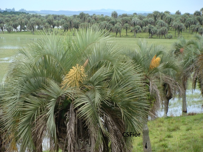 Butia odorata