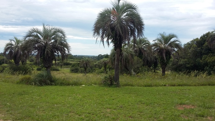 Butia odorata