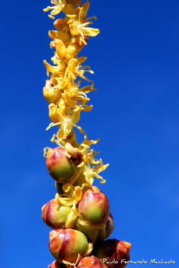 Butia odorata