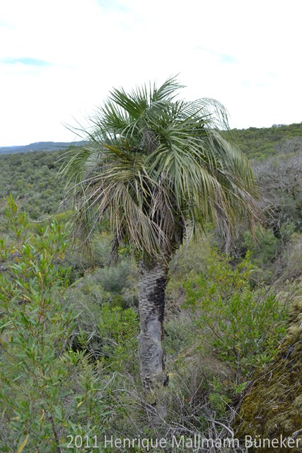 Butia odorata