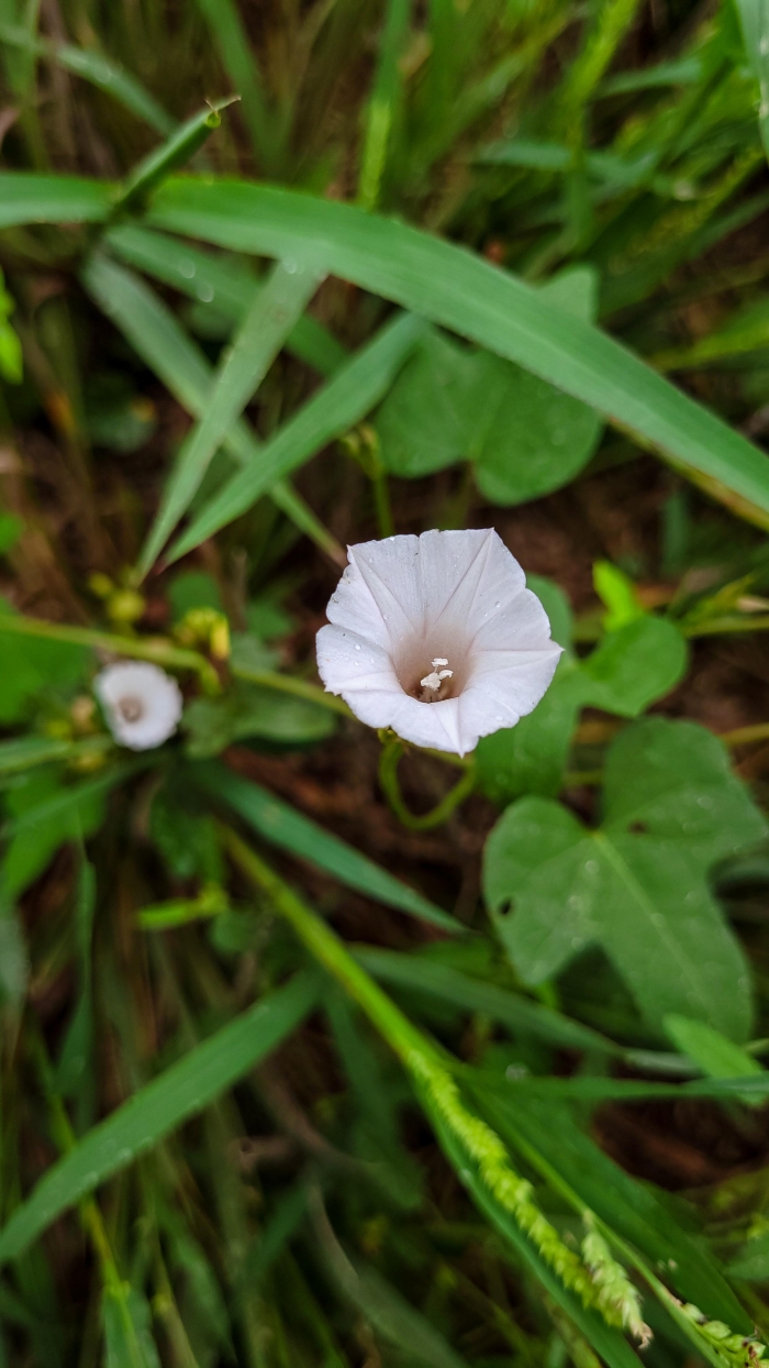 Ipomoea triloba