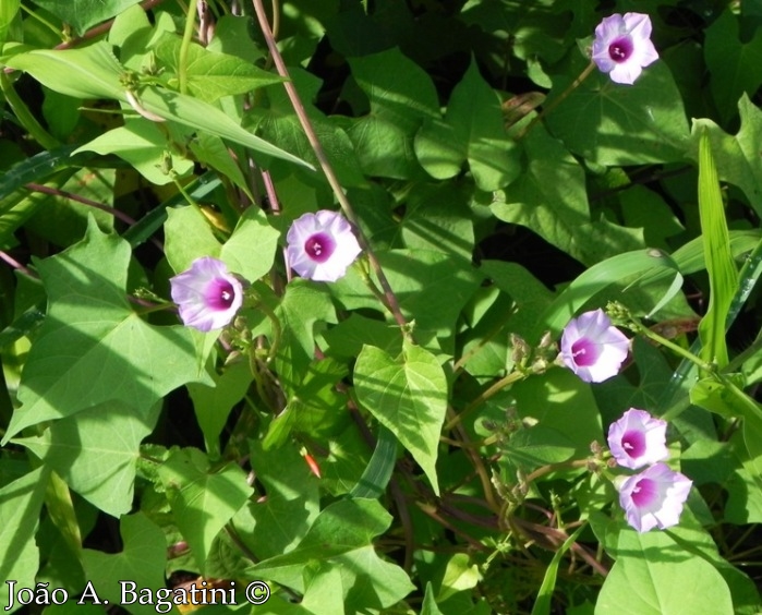 Ipomoea triloba