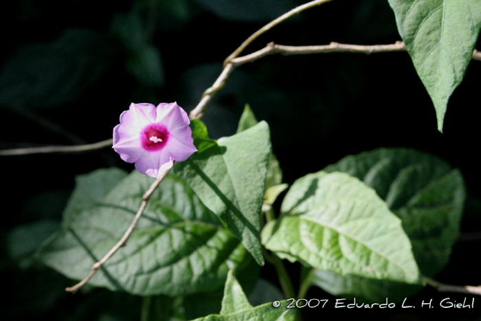 Ipomoea triloba