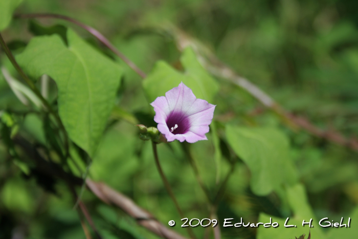 Ipomoea triloba