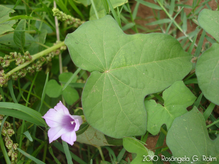 Ipomoea triloba