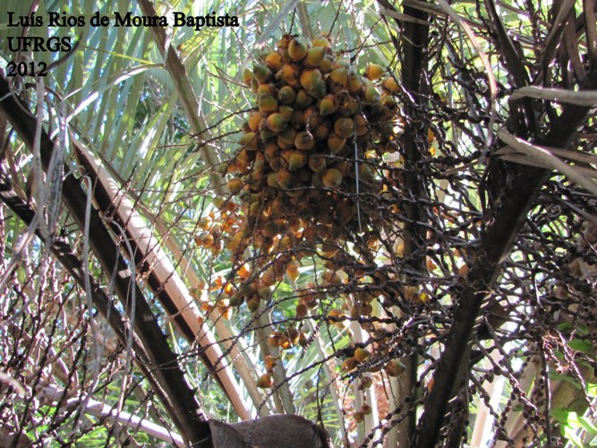 Butia catarinensis