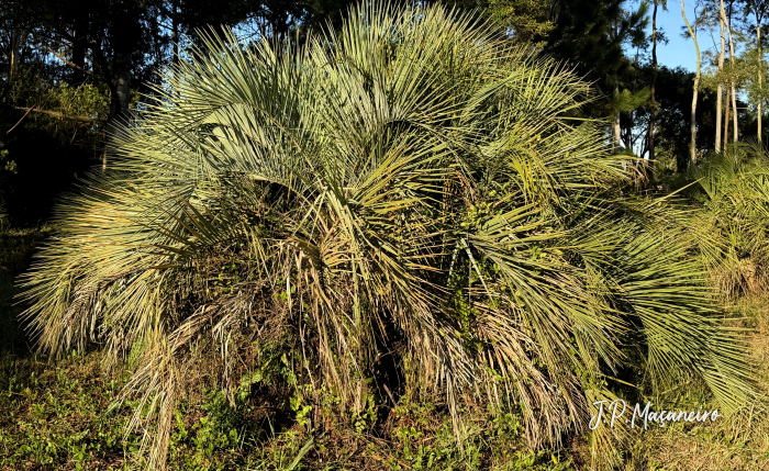 Butia catarinensis