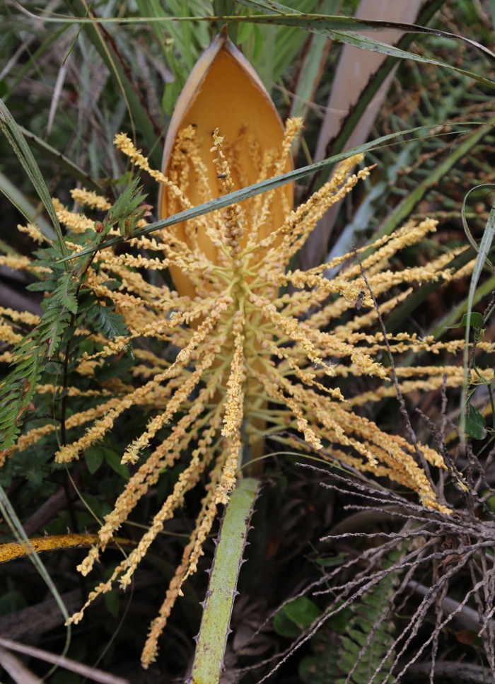 Butia catarinensis