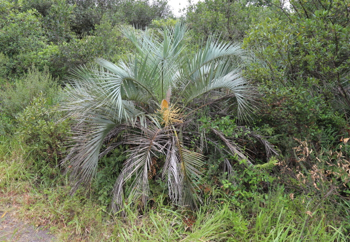 Butia catarinensis