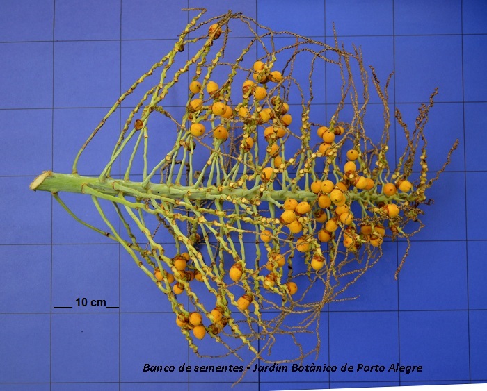 Butia catarinensis