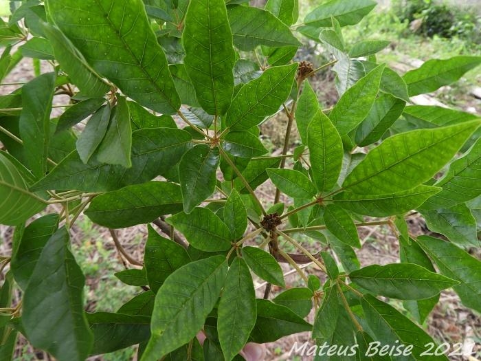 Handroanthus umbellatus