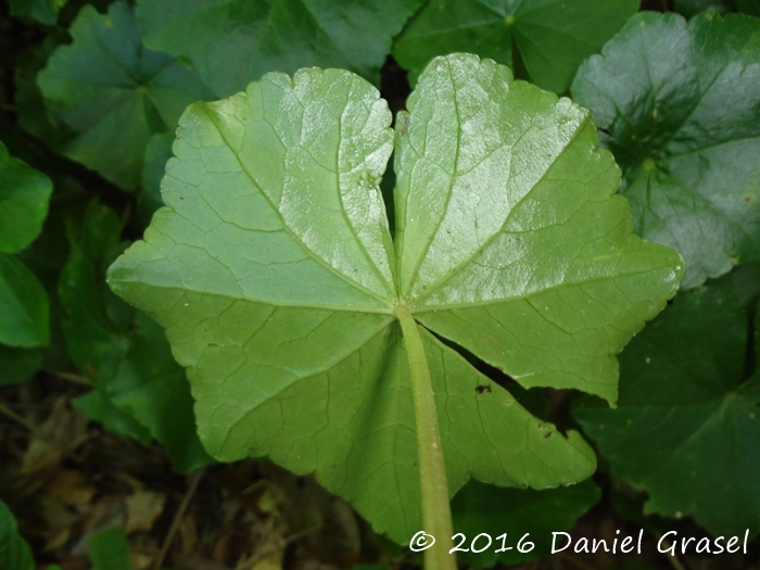 Hydrocotyle callicephala