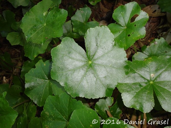 Hydrocotyle callicephala