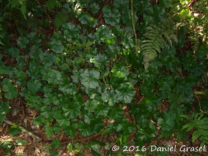 Hydrocotyle callicephala