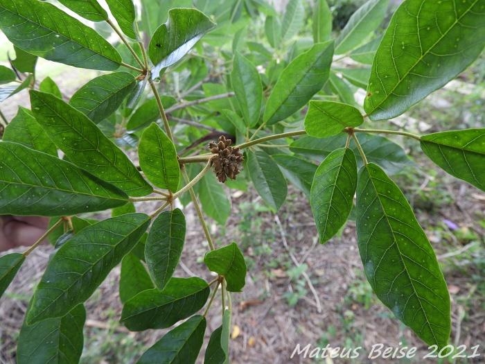 Handroanthus umbellatus