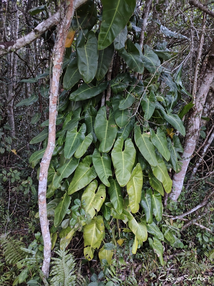 Philodendron appendiculatum
