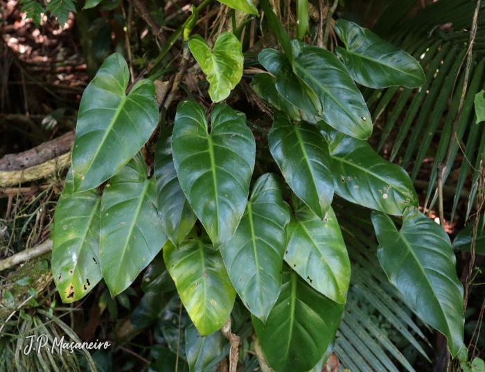 Philodendron appendiculatum