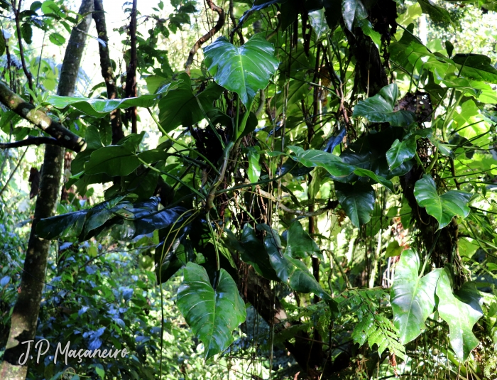 Philodendron appendiculatum