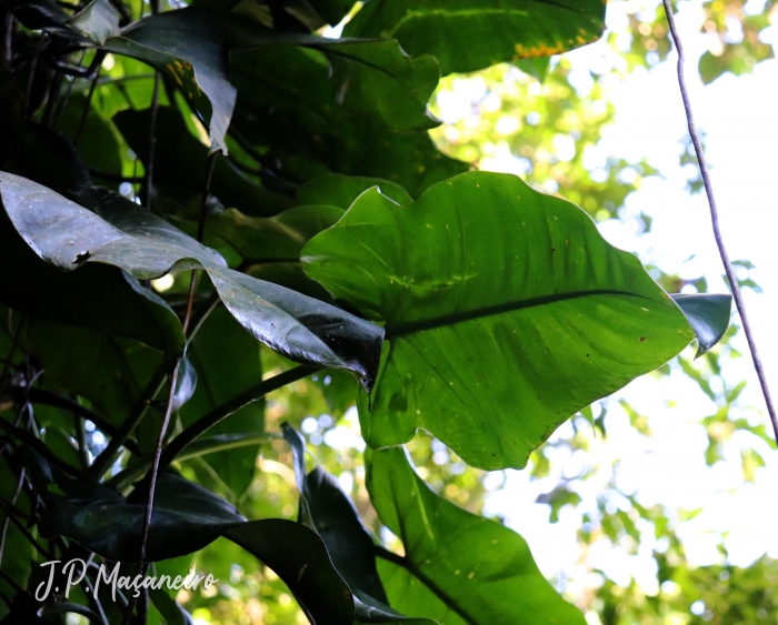 Philodendron appendiculatum