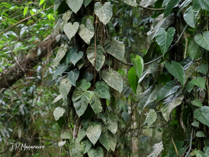 Philodendron appendiculatum