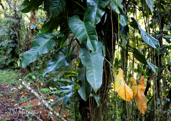 Philodendron appendiculatum