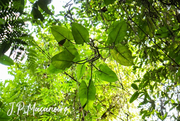 Philodendron appendiculatum